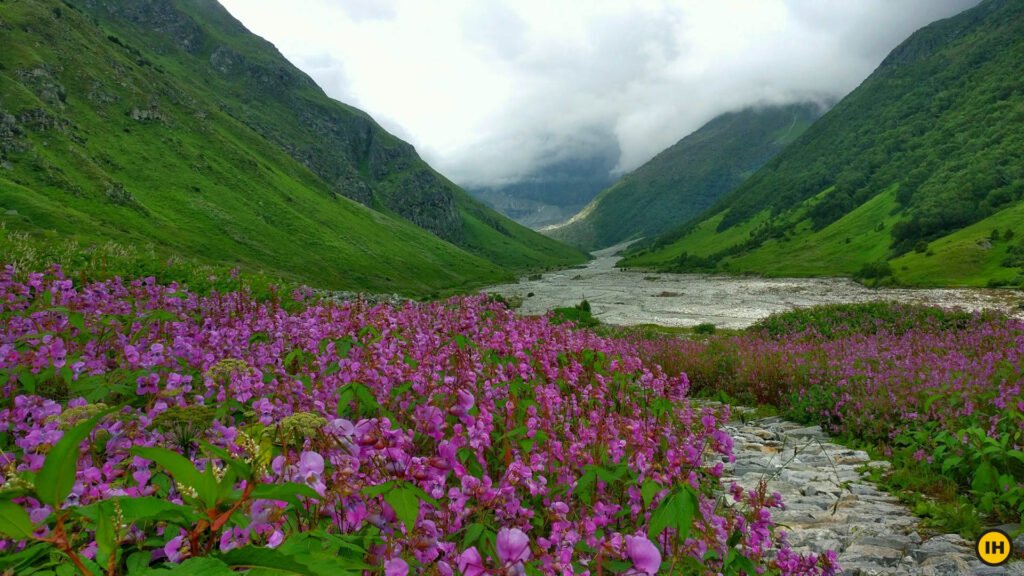 Valley of flowers