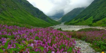 Valley of flowers