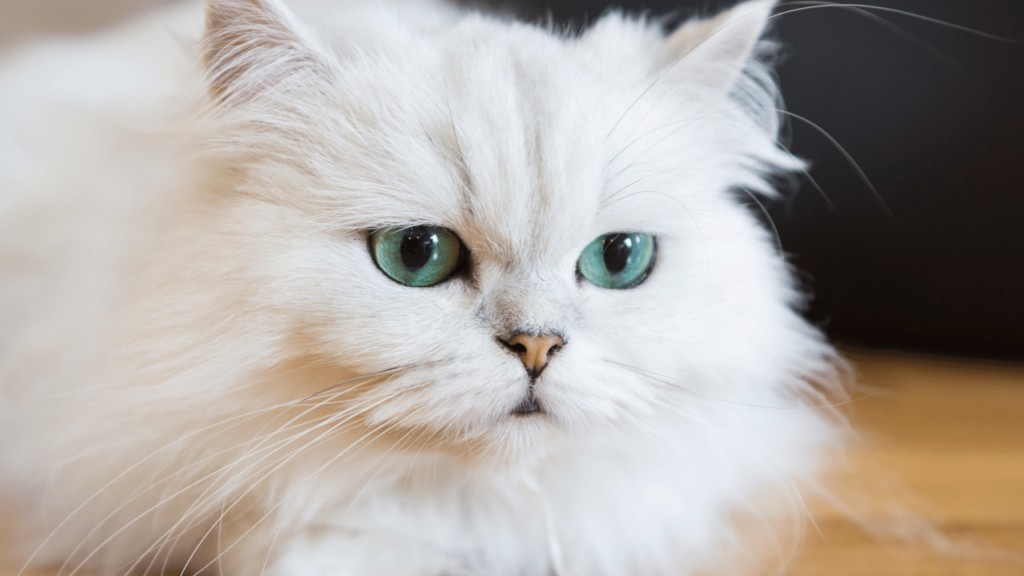Persian Cat Cost