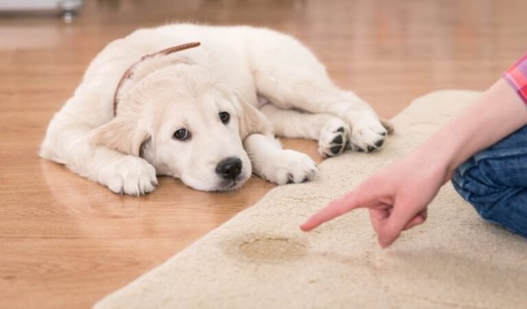 KNOWN ABOUT PUPPY TRAINING TIPS