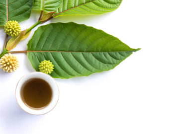 Kratom Seedlings