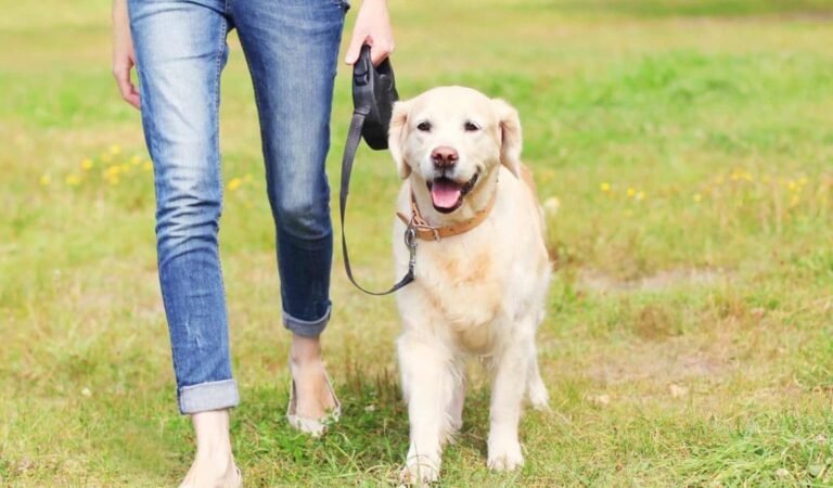 Take a Walk With Your Dog!