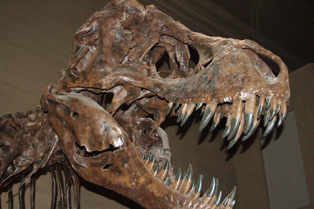 dinosaur
