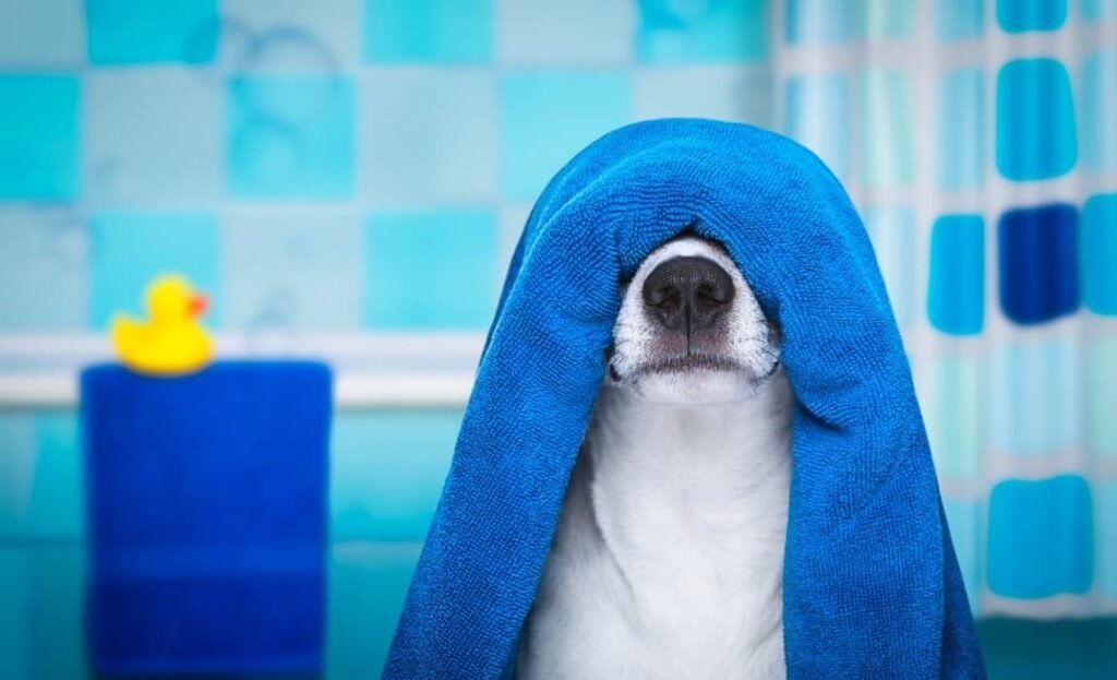 Dog Towel