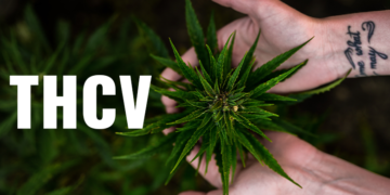 THCV