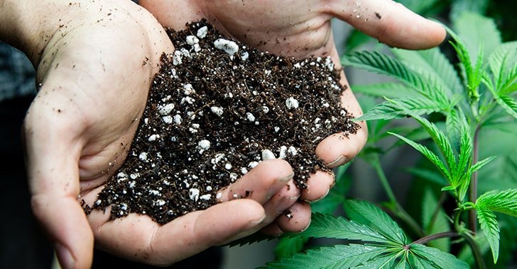 Fertilizer for Your Cannabis