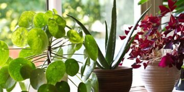 How to properly maintain indoor plants.