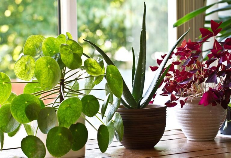 How to properly maintain indoor plants.