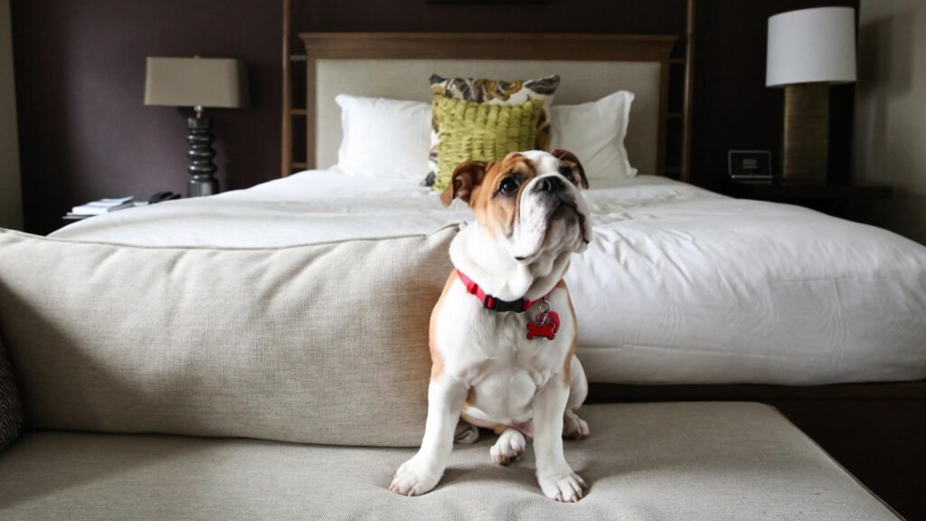 Pet Friendly Hotels Near Me