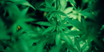 What Are Cannabis Topicals