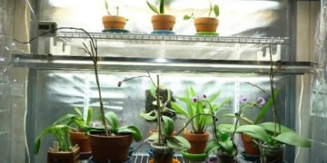 Grow Tents