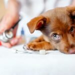 Deworming Your Pets