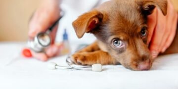 Deworming Your Pets