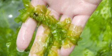 Seaweed