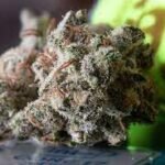 Well-Balanced Hybrid Weed Strains: Get the Long-Lasting High