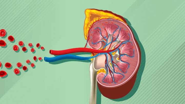 Can High Blood Pressure Damage Your Kidneys?