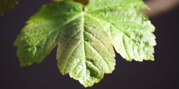 Cannabis in Modern Wellness