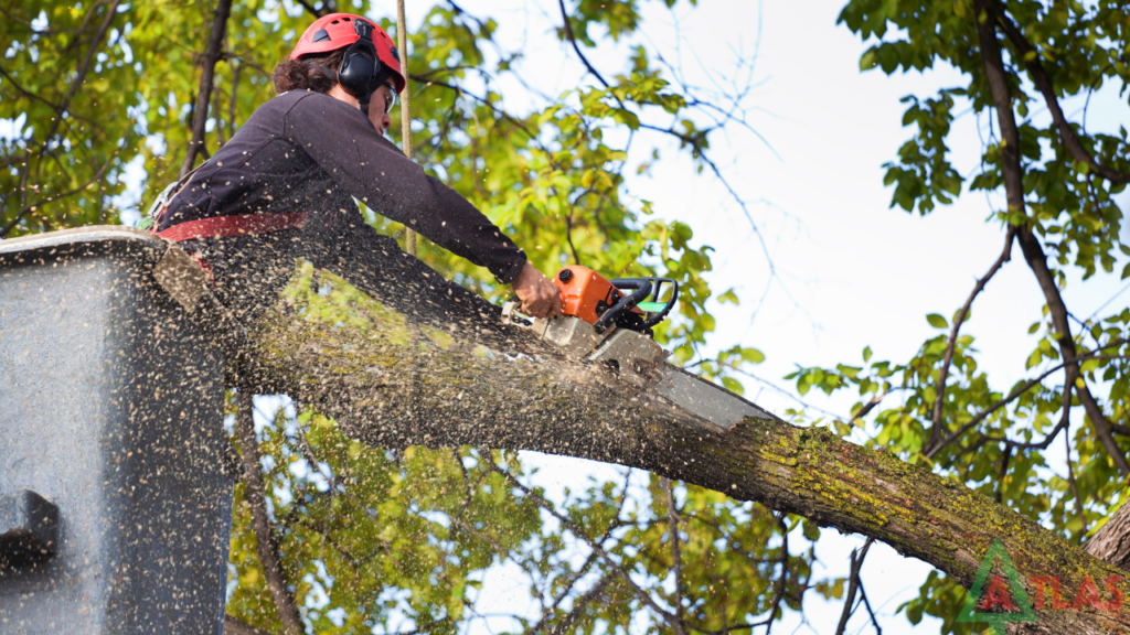 Tree Removal Services