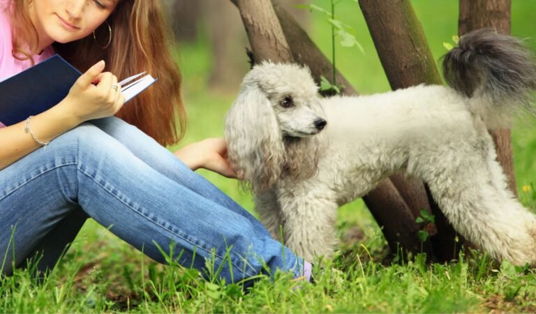 The Best Breeds for Students: Choosing a Puppy That Fits University Life