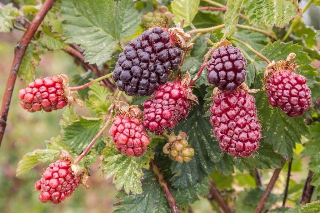 Loganberries and Boysenberries