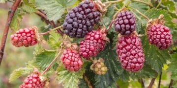 Loganberries and Boysenberries