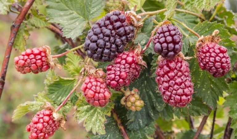 How Do Loganberries and Boysenberries Compare in Taste and Texture?