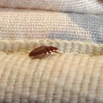 Bed Bug Extermination