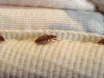 Bed Bug Extermination