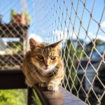 Cat Fence Designs