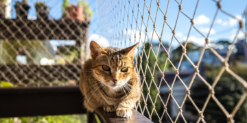 Cat Fence Designs