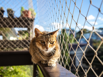 Cat Fence Designs