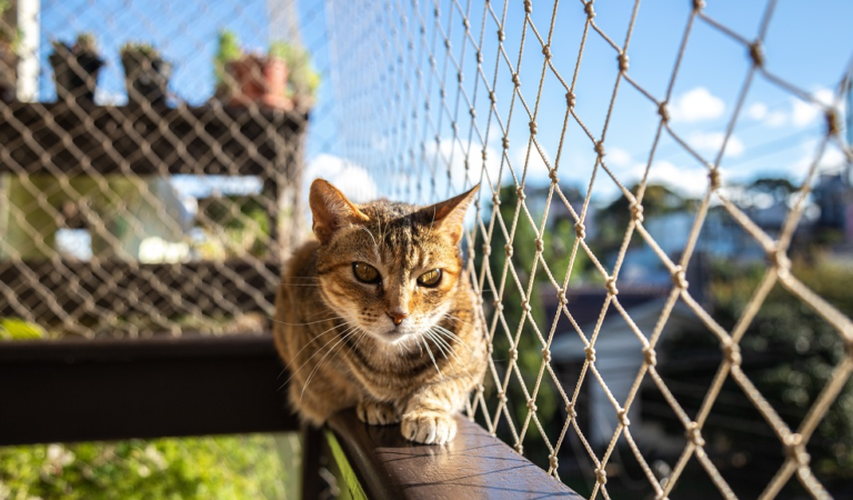 The Best Cat Fence Designs for Any Yard Size