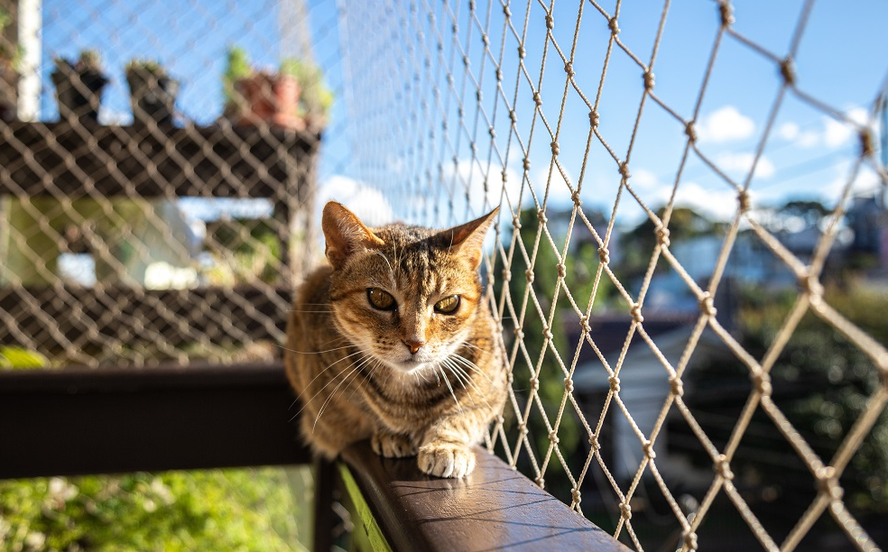 Cat Fence Designs