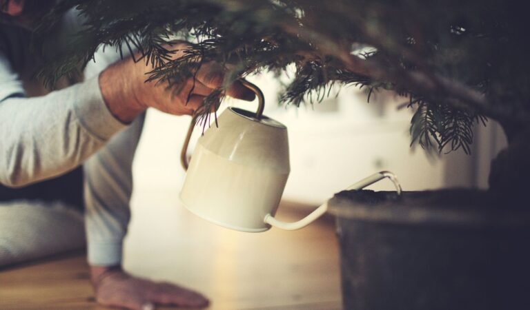 Tips for Maintaining and Watering Your Christmas Tree for Longevity