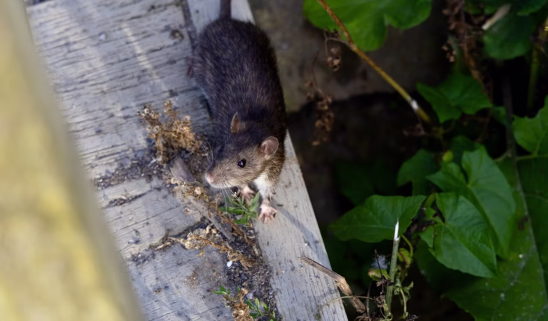 8 Effective Methods to Eliminate Rat Infestations