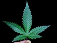 Ordering Cannabis Online