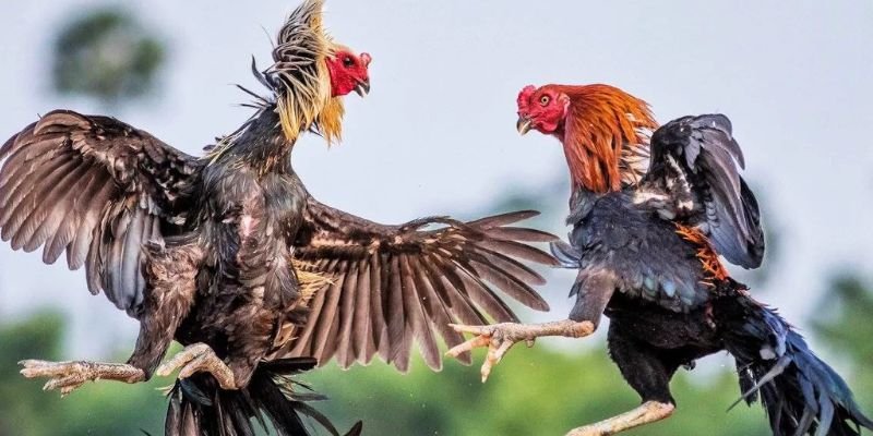 Knife-Spur Cockfighting