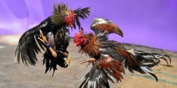 Steel Spur Cockfighting