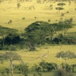 Wildebeest Migration
