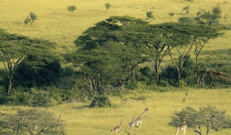 Serengeti Great Wildebeest Migration: Nature’s Greatest Show on Earth