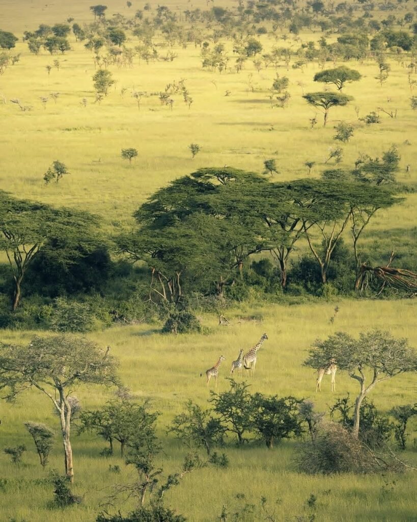 Wildebeest Migration