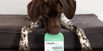 CBD Chews for Dogs