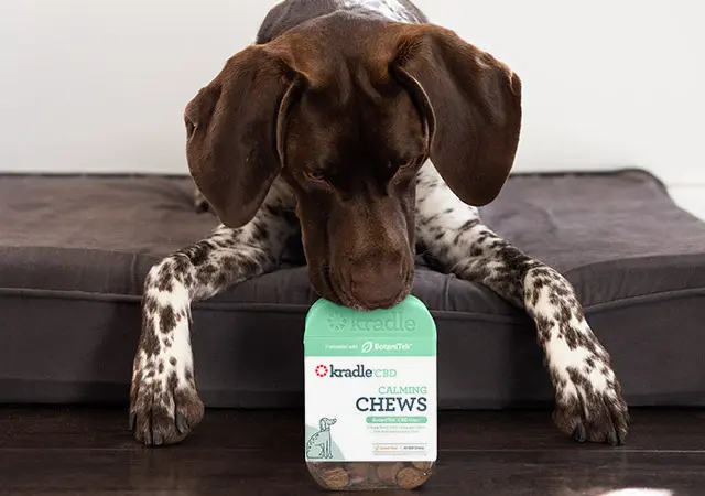CBD Chews for Dogs