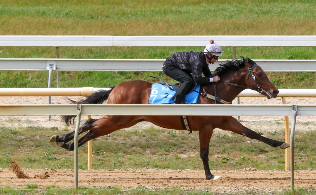 Horse Racing Videos