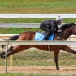 Horse Racing Videos