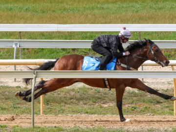 Horse Racing Videos