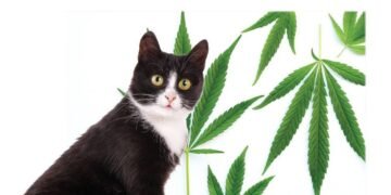 Plant-Based Relief