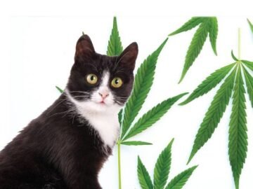 Plant-Based Relief