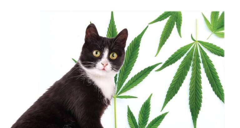 Plant-Based Relief
