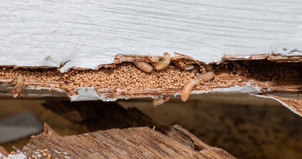 Termite Infestation